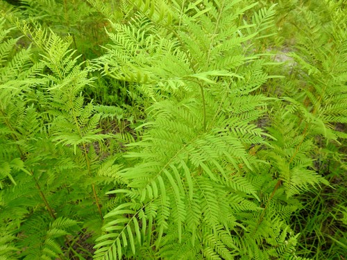 Pteridium centrali-africanum