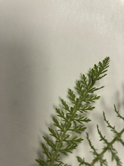 Achillea millefolium