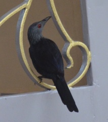 Onychognathus fulgidus