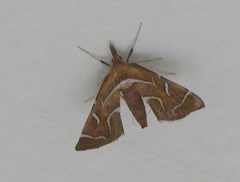 Panotima angularis