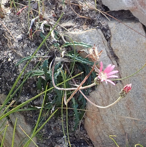 Image of Gerbera crocea by (c) Nicola van Berkel, some rights reserved (CC BY-SA)