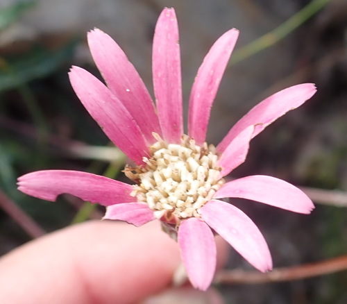 Image of Gerbera crocea by (c) Nicola van Berkel, some rights reserved (CC BY-SA)