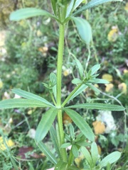 Galium rivale
