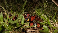 Lampropeltis polyzona