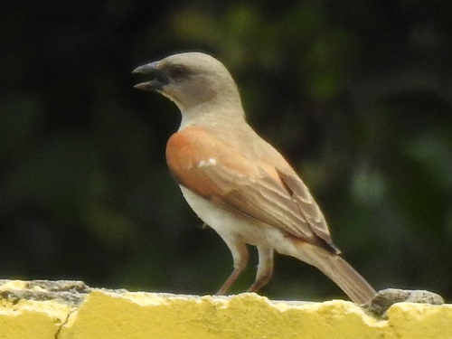 Northern Grey-headed Sparrow