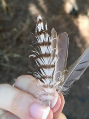 Accipiter nisus