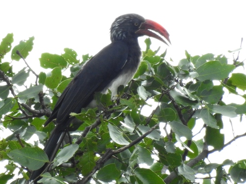 Crowned Hornbill