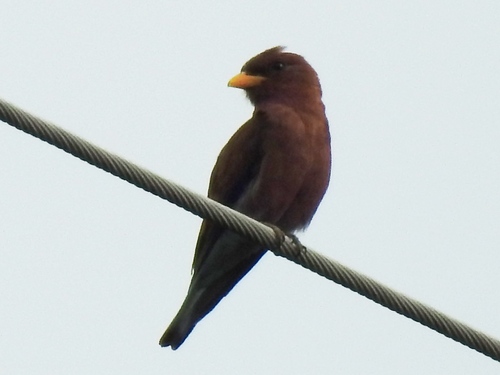 Broad-billed Roller