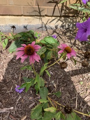 Echinacea purpurea