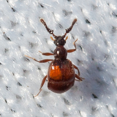 Pselaphinae