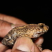 Stuart's Toad - Photo (c) Ashwin Viswanathan, some rights reserved (CC BY), uploaded by Ashwin Viswanathan