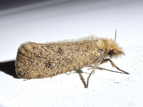 Walsingham's Grass Tubeworm Moth photo 2