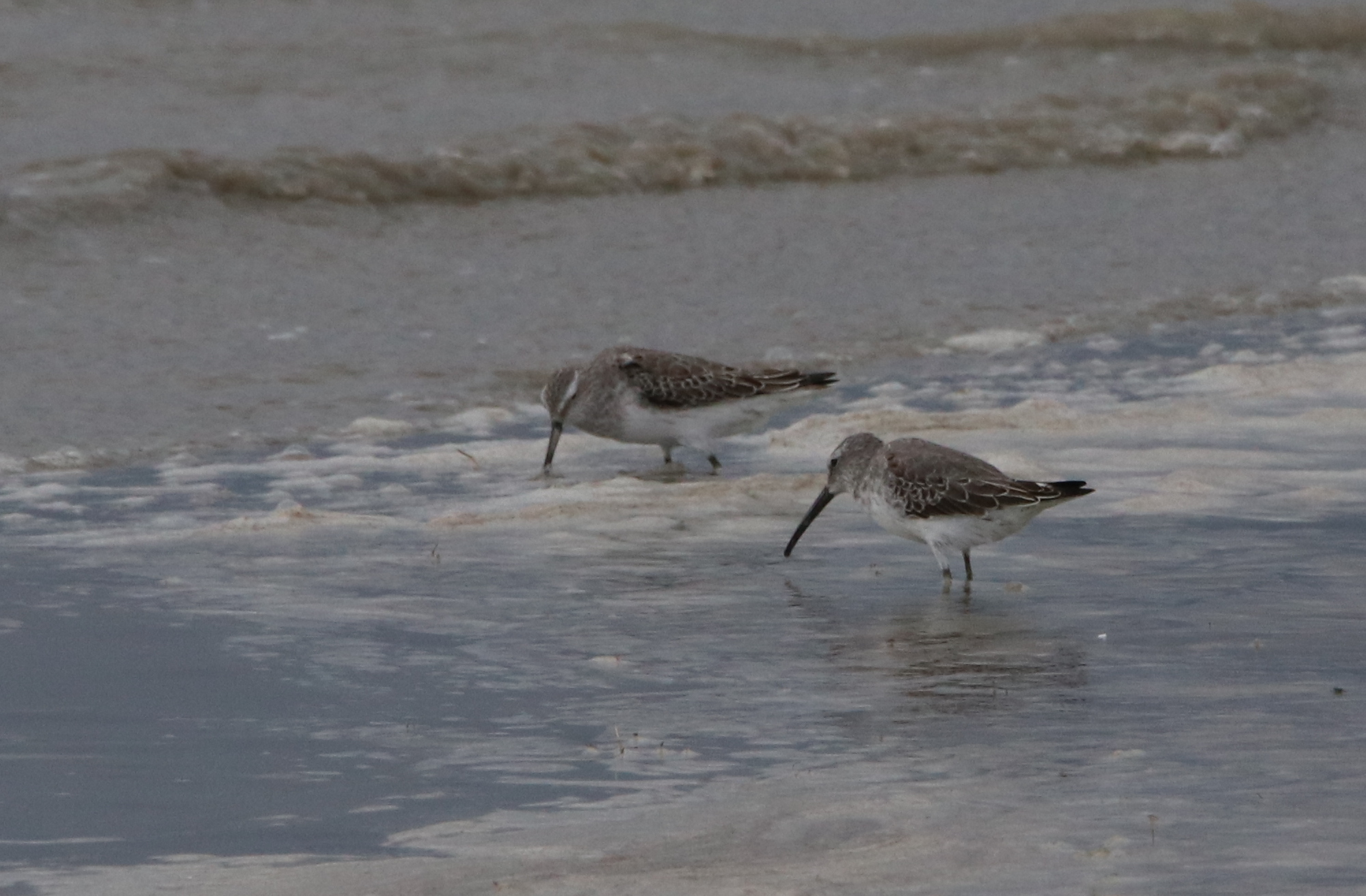 Stilt Sandpiper