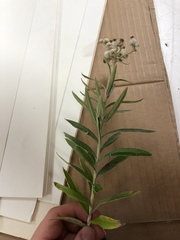 Anaphalis margaritacea