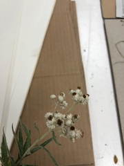Anaphalis margaritacea
