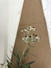 Anaphalis margaritacea