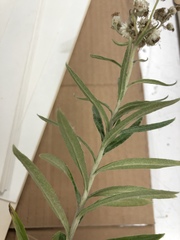 Anaphalis margaritacea