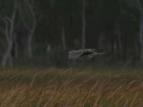 Black-crowned Night Heron photographed in Kansas