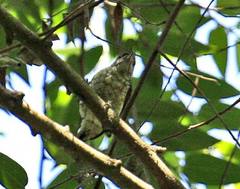 Picumnus squamulatus