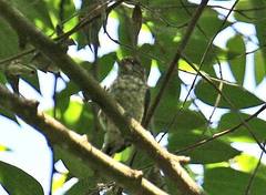 Picumnus squamulatus