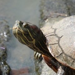 Trachemys scripta elegans
