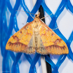 Pyrausta perrubralis