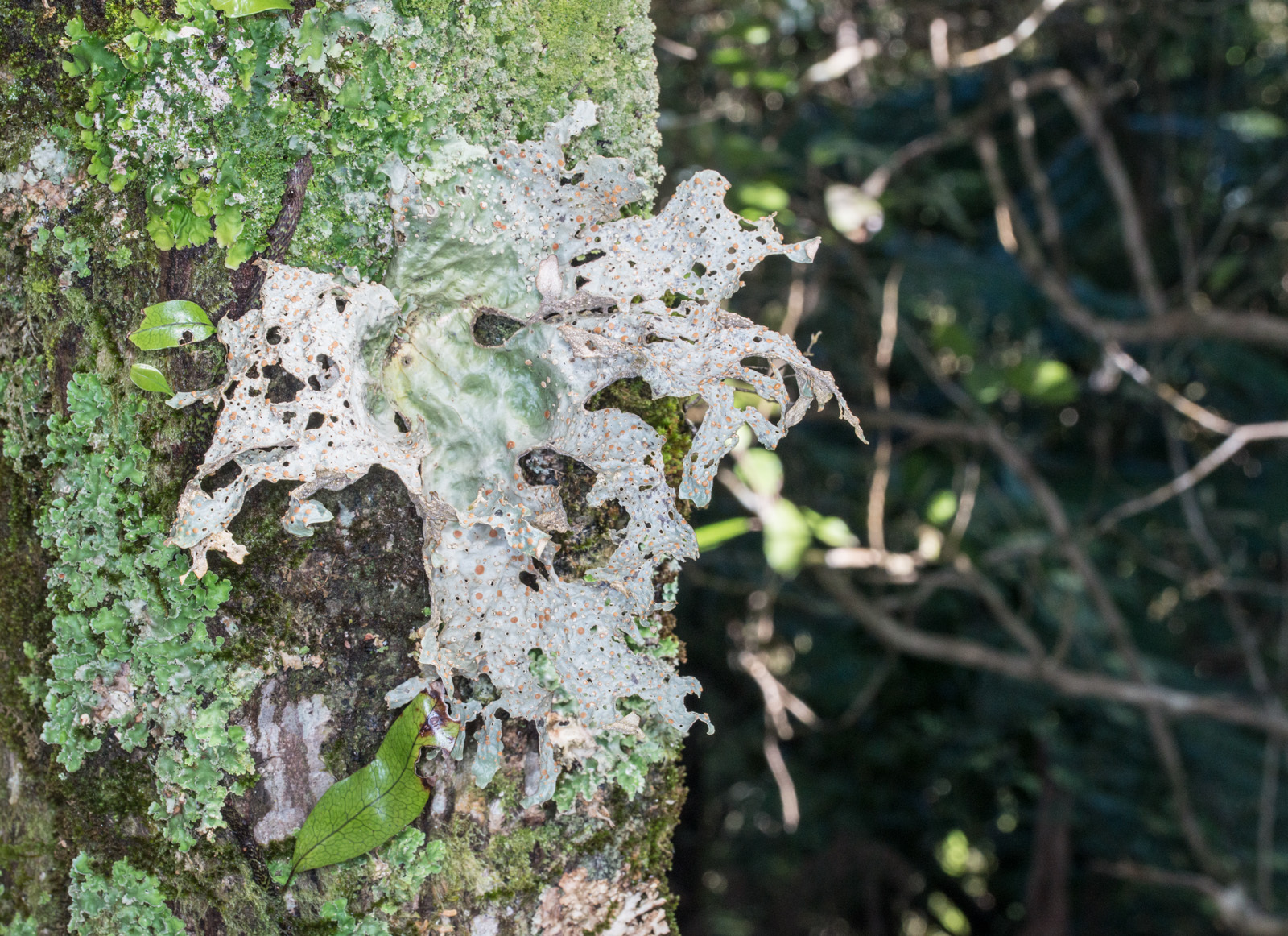 Sticta latifrons image