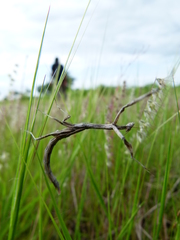 Toxomantis