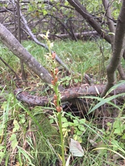 Platanthera aquilonis