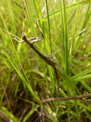 Toxomantis