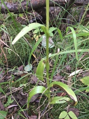 Platanthera aquilonis