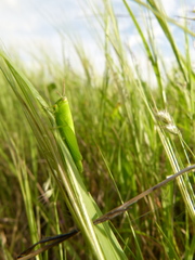 Caelifera