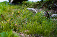 Equisetum × nelsonii