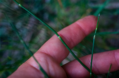 Equisetum × nelsonii