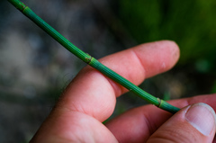 Equisetum × nelsonii