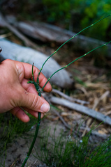 Equisetum × nelsonii