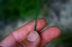 Equisetum × nelsonii