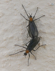 Plecia ruficollis