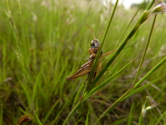 Eyprepocnemidinae