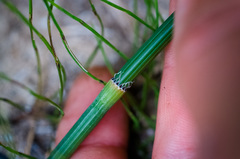 Equisetum × nelsonii
