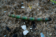 Equisetum × nelsonii