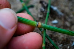 Equisetum × nelsonii