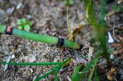 Equisetum × nelsonii