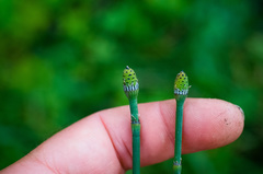 Equisetum × nelsonii