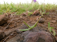 Caelifera