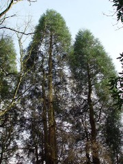 Cryptomeria japonica