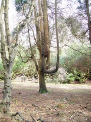 Cryptomeria japonica