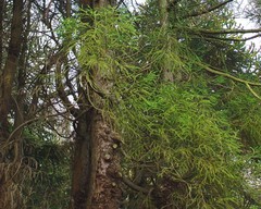 Cryptomeria japonica