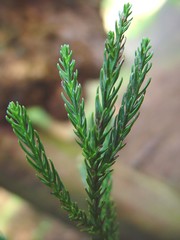 Cryptomeria japonica
