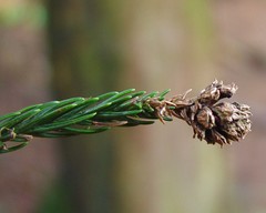 Cryptomeria japonica